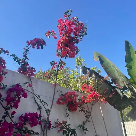 U Chjucu Ortu Di Calinzana - Le Petit Jardin Apartament