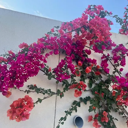 U Chjucu Ortu Di Calinzana - Le Petit Jardin Apartament *